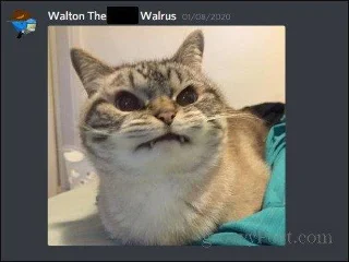 Hvordan feste meldinger på Discord